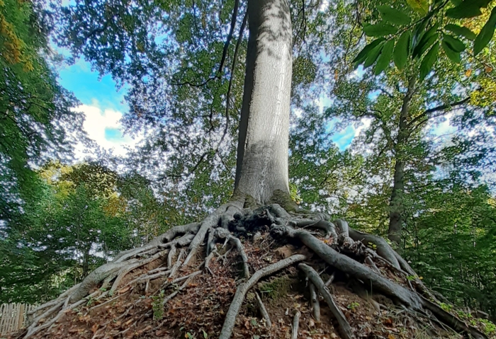 ' De wortels van ons gevoel'